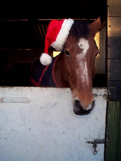 xmas0137.JPG